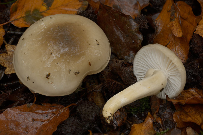 Hygrophorus mesotephrus
